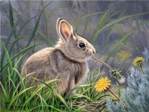 Lovely Bunny Paint By Numbers