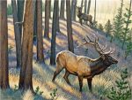 Bull Elk Paint By Numbers
