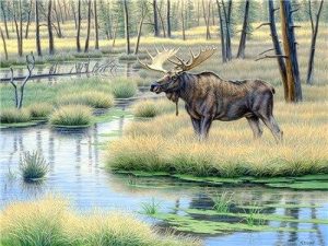 Wild Moose Paint By Numbers