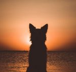 Dog Watching Sunset Paint By Numbers