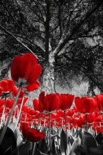 Black And White Red Tulips Field Paint By Numbers