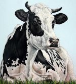 Dairy Cow Paint By Numbers