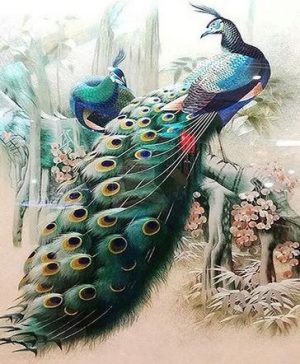 Peacock Birds Paint By Numbers
