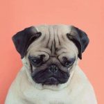 Gloomy Dog paint by numbers