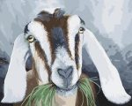 Goats eat grass paint by numbers