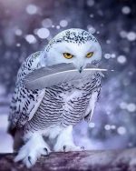 Grey owl paint by numbers