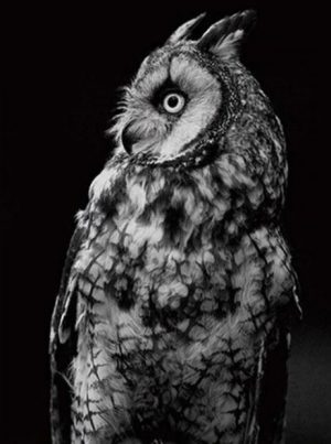 Monochrome Owl Paint By Numbers