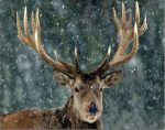 Deer In Snow Paint By Numbers