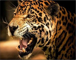 Leopard Fangs Paint By Numbers