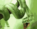 Cobra Snake Paint By Numbers
