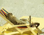 Cat Relaxing Paint By Numbers