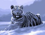 White Tiger In Snow Paint By Numbers