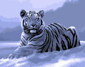 White Tiger In Snow Paint By Numbers