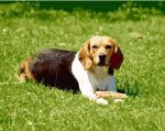 Dog On Grass Paint By Numbers