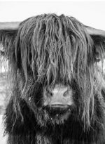 Highland Cow Face Paint By Numbers