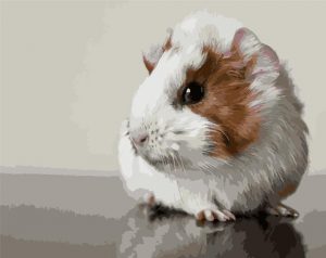 Guinea Pig Paint By Numbers