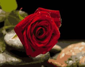 Red Rose Paint By Numbers