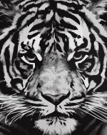 Black And White Tiger Paint By Numbers
