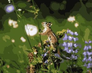Cute Chipmunk Paint By Numbers