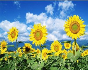 Sunflowers Field Paint By Numbers