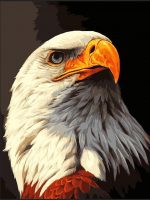 Bald Eagle Bird Paint By Numbers