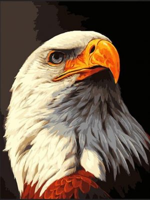 Bald Eagle Bird Paint By Numbers