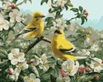 Goldfinch Birds Paint By Numbers