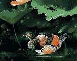 Mandarin Duck Paint By Numbers