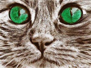 Green Eyed Cat Paint By Numbers