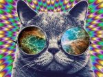 Trippy Cat Paint By Numbers