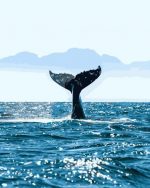 Whale Tail Paint By Numbers