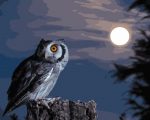 Owl And Moon Paint By Numbers