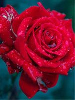 Water Drops Rose Paint By Numbers