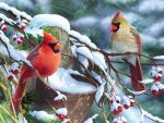 Snow Cardinals Paint By Numbers