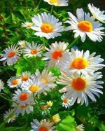 Daisy Flowers Paint By Numbers