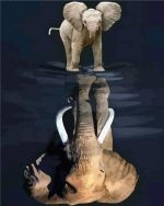 Elephant Water Reflection Paint By Numbers