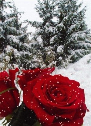 Snow Roses Paint By Numbers