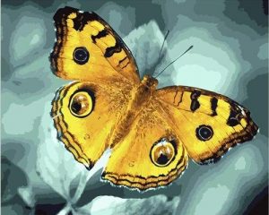 Peacock Pansy Butterfly Paint By Numbers