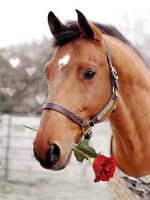 Horse And Rose Paint By Numbers