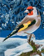 Goldfinch Bird Paint By Numbers