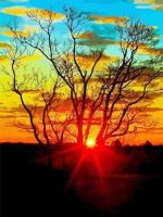 Sunset Dead Tree Paint By Numbers