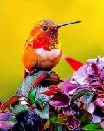 Orange Hummingbird Paint By Numbers