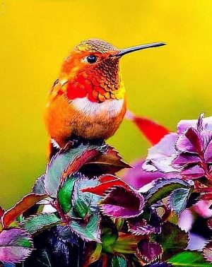 Orange Hummingbird Paint By Numbers