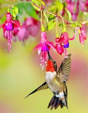 Hummingbird And Flowers Paint By Numbers