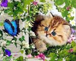 Cat And Butterfly Paint By Numbers