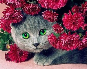 British Shorthair And Flowers Paint By Numbers