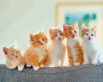 Ginger And White Kittens Paint By Numbers