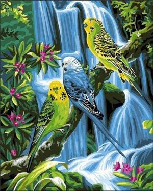 Budgies Birds Paint By Numbers