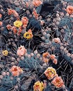 Cactus Blossom Paint By Numbers