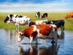 Cows In Pond Paint By Numbers